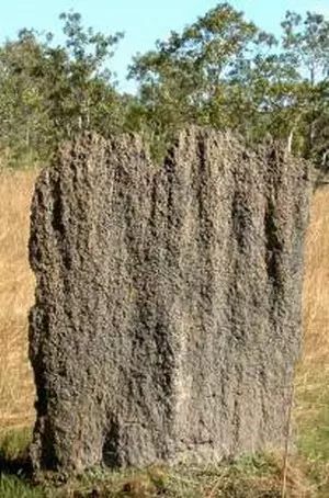 Magnetic Termiten - Termitenhügel